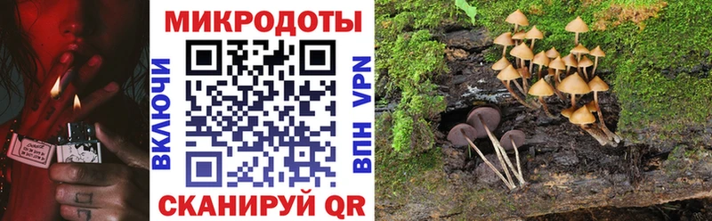 Купить  Находка  Галлюциногенные грибы Psilocybe 